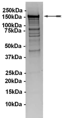 Eurofins DiscoverX PI3K-C2 Protein 250 &mu;g | Buy Online | Eurofins DiscoverX | Fisher Scientific